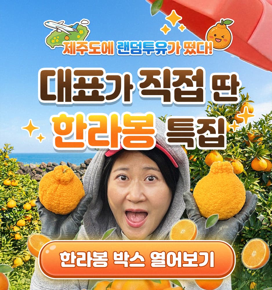 260122 한라봉 이벤트